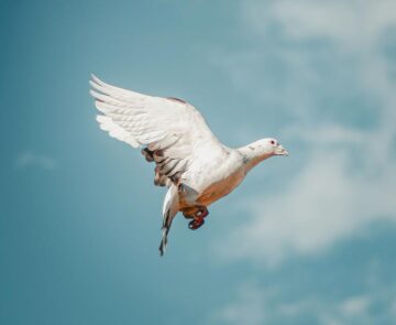 Dove of peace
