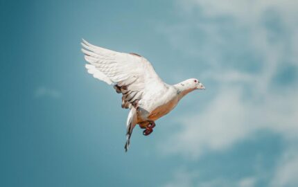 Dove of peace