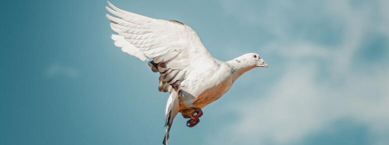 Dove of peace