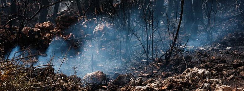 environment and war